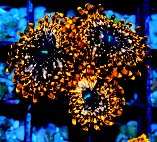 Utter Chaos Zoanthid WYSIWYG