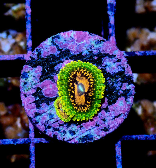 Grand Master Krakatoa Zoanthid WYSIWYG