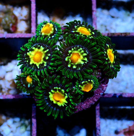 Pin wheel Zoanthid WYSIWYG