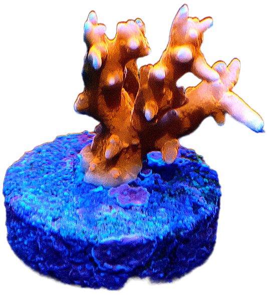TNT Anacropora - Small