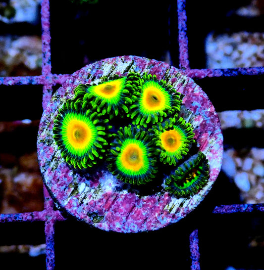 Rasta Zoanthid WYSIWYG