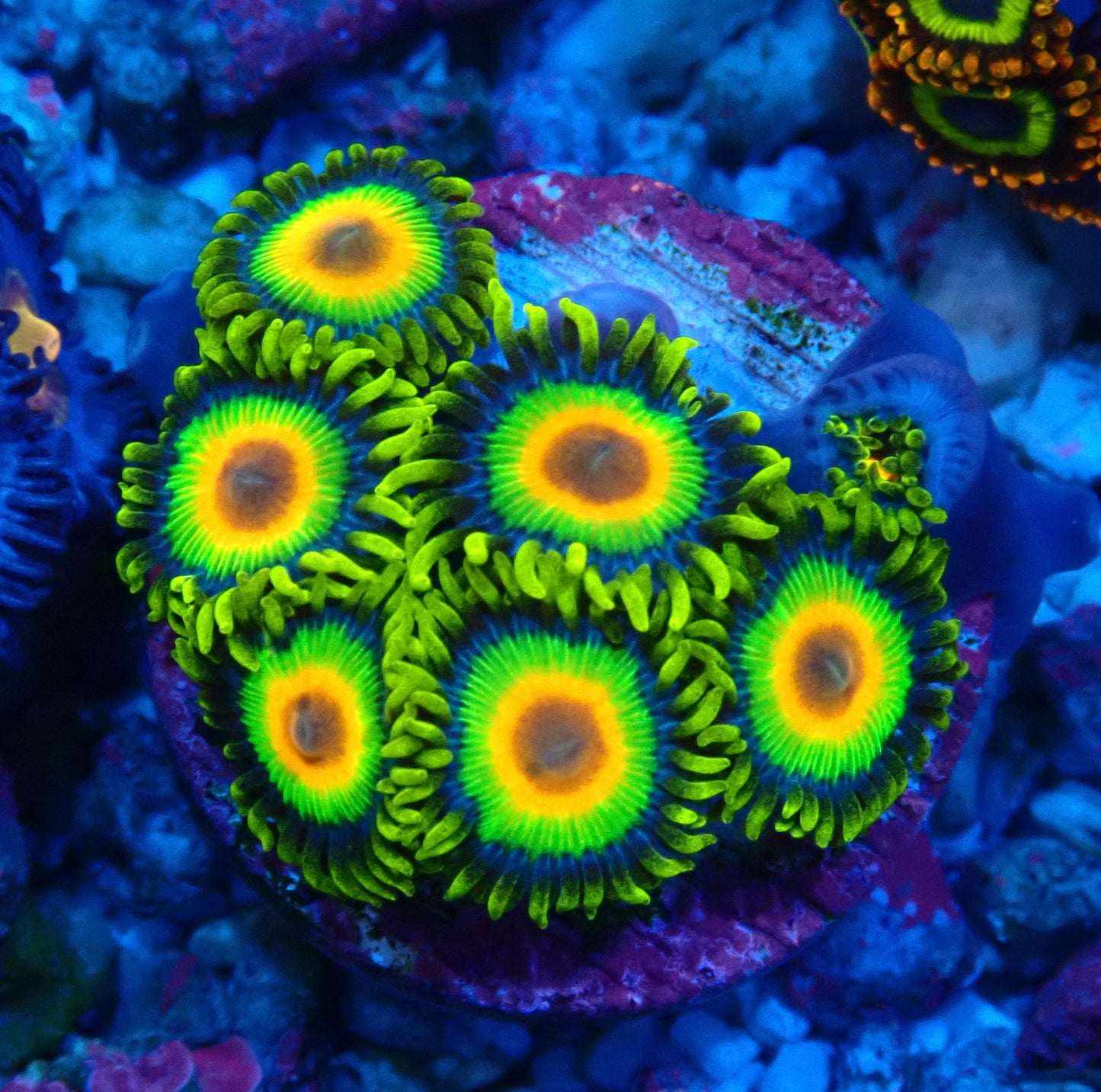 Rasta Zoanthid WYSIWYG