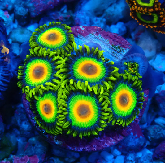Rasta Zoanthid WYSIWYG