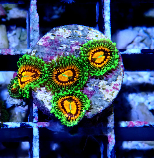 Rainbow Incinerator Zoanthid WYSIWYG