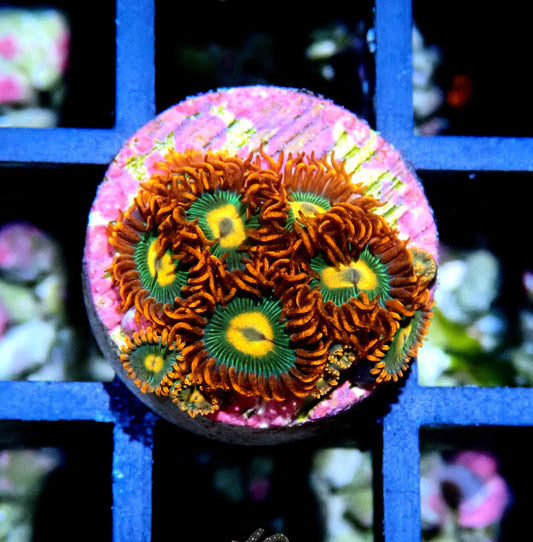 Gatorade Zoanthid WYSIWYG
