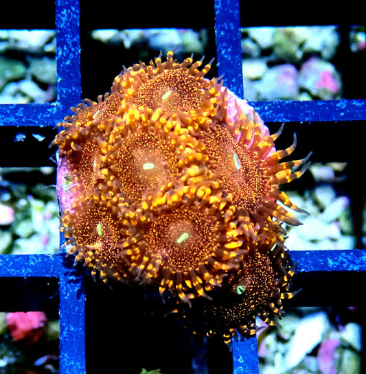 Darth Maul Zoanthid WYSIWYG