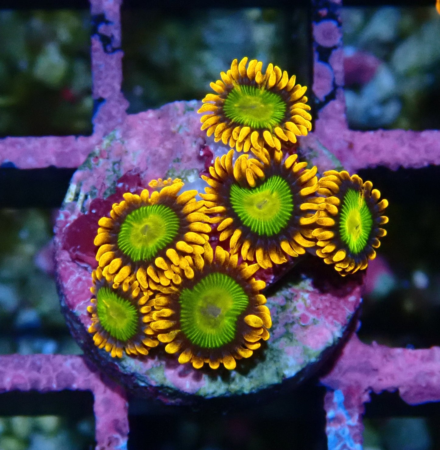 Mandarin Orange Zoanthid WYSIWYG