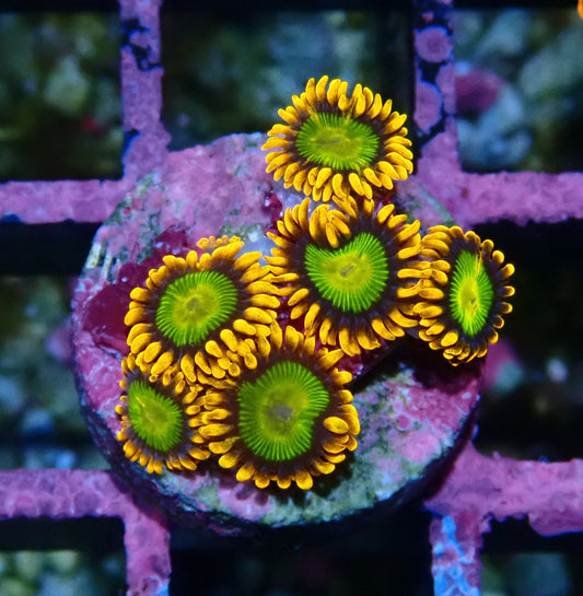 Mandarin Orange Zoanthid WYSIWYG