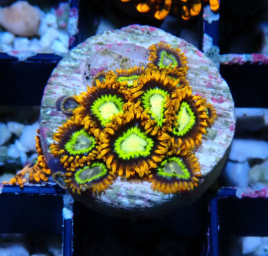 Treehouse of Horrors Zoanthid WYSIWYG