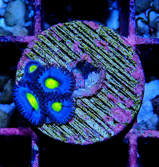 AOI Zoanthid WYSIWYG