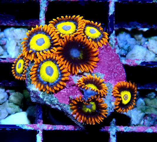 BBEB Zoanthid WYSIWYG