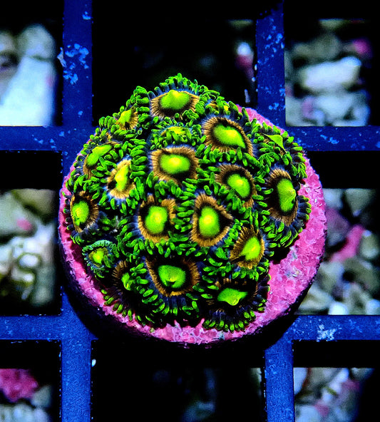 Crayola Zoanthid WYSIWYG