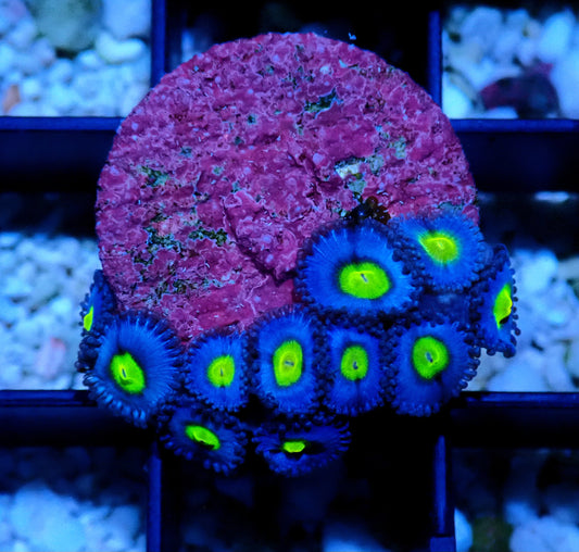 AOI Zoanthid WYSIWYG