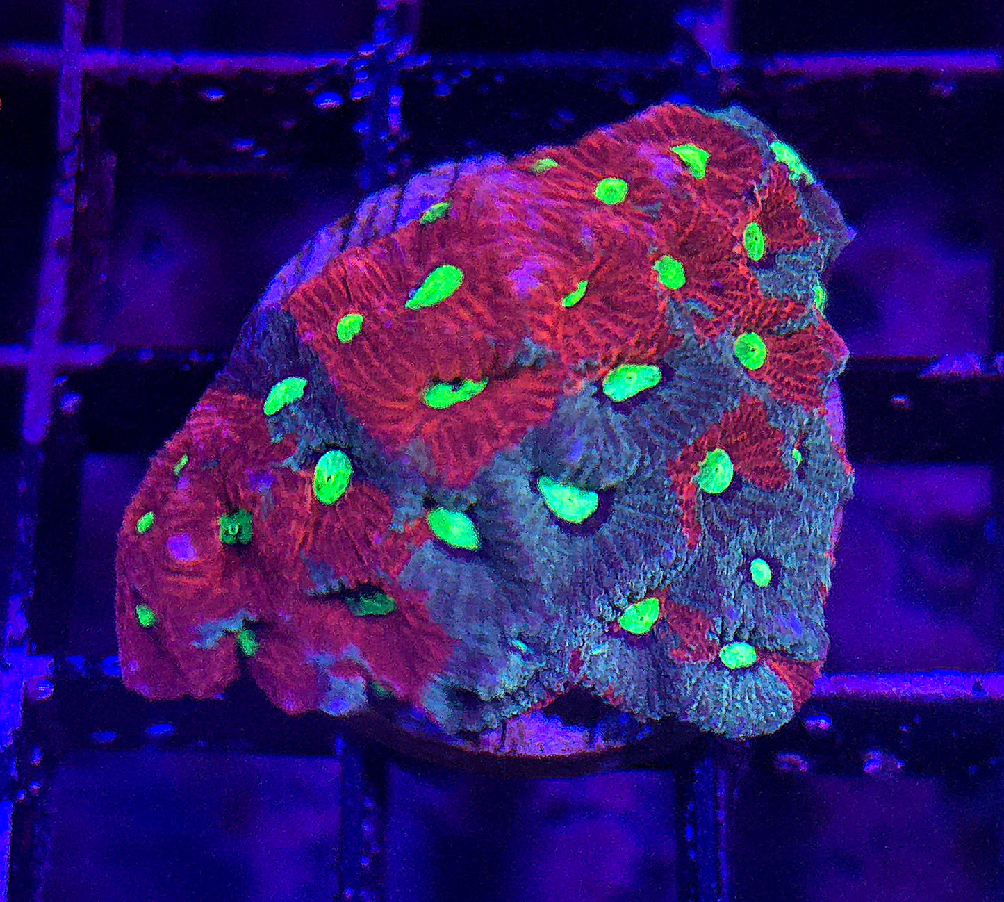 War Coral WYSIWYG