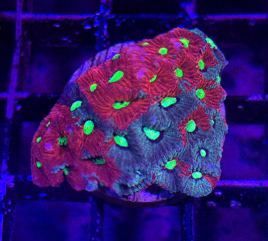 War Coral WYSIWYG