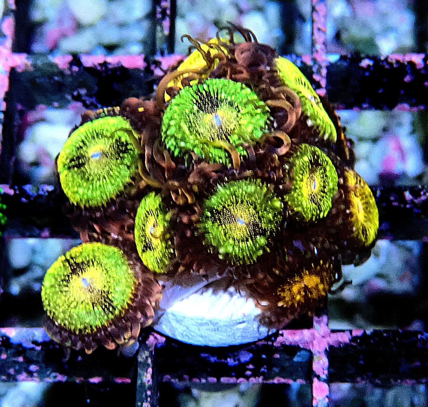 Fairy Dust Zoanthid WYSIWYG