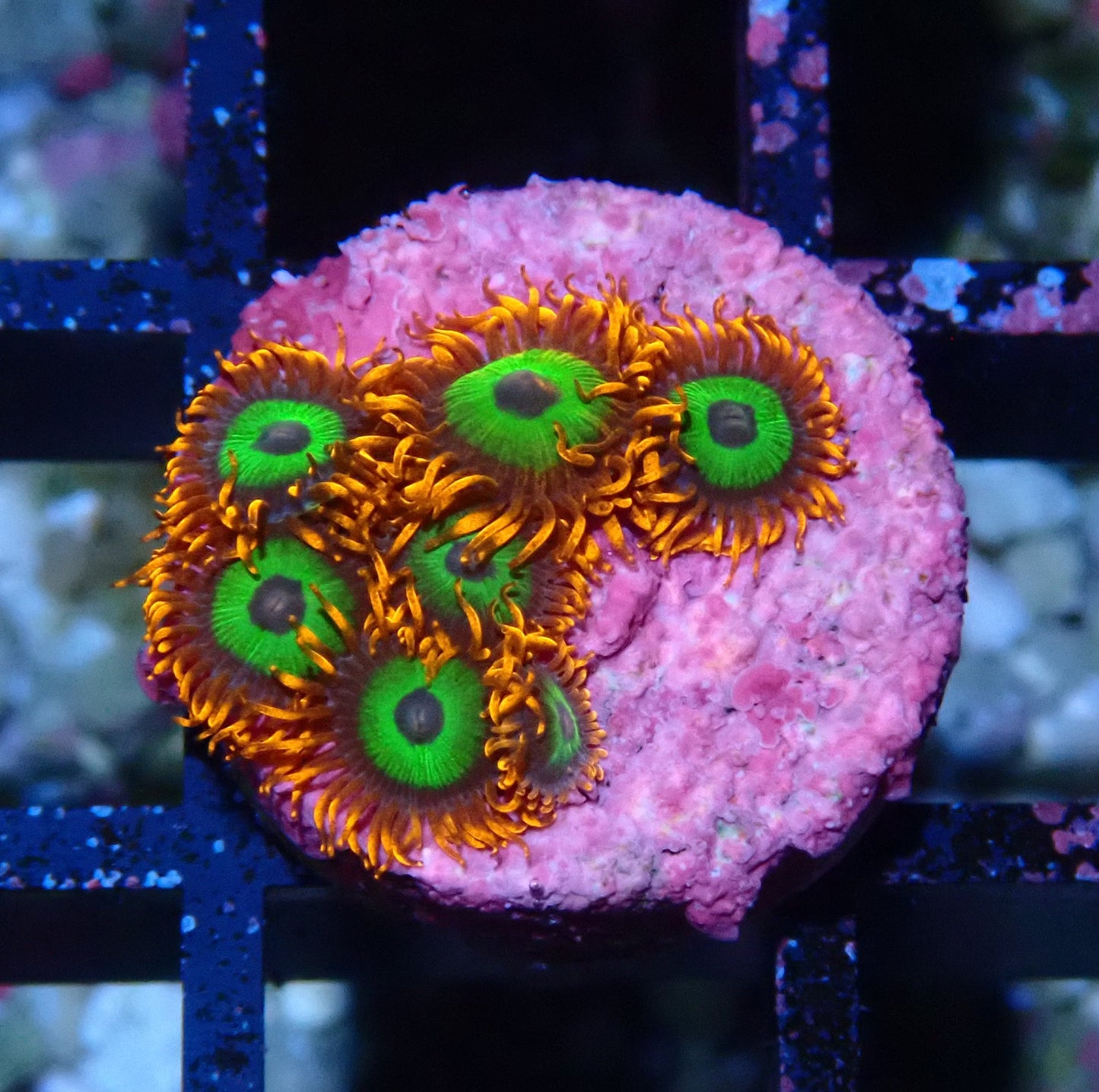 Emerald on Fire Zoanthid WYSIWYG
