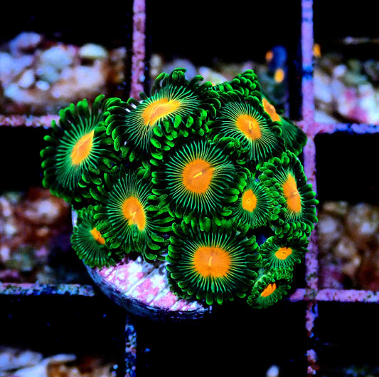 Radioactive Campfire Zoanthid WYSIWYG