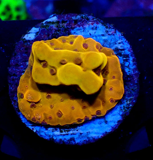 Phoenix Montipora 20mm