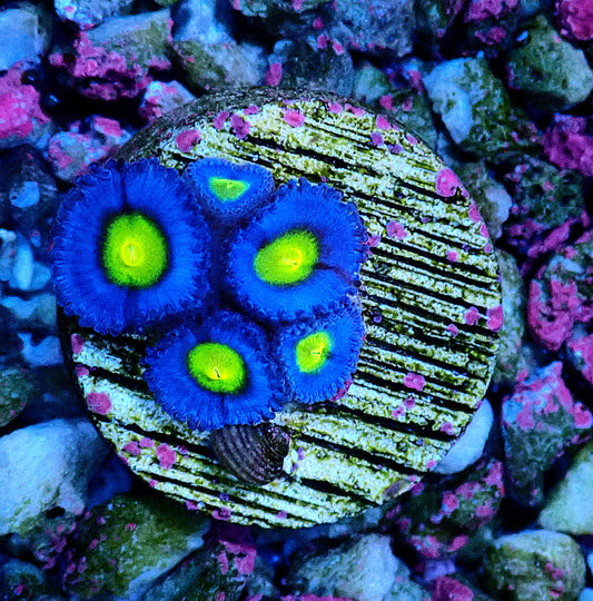 AOI Zoanthid WYSIWYG