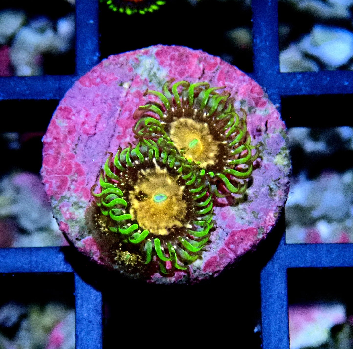 Texas Grim Reaper Zoanthid WYSIWYG