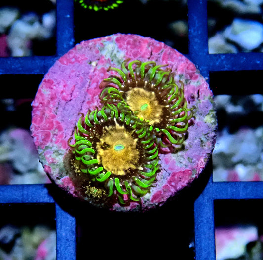 Texas Grim Reaper Zoanthid WYSIWYG