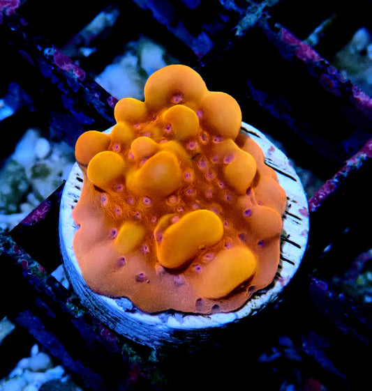 Phoenix Montipora 20mm