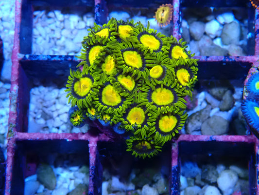 Tutti Fruiti Zoanthid WYSIWYG