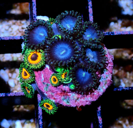 Smurf Blood/Watermelon Zoanthid WYSIWYG
