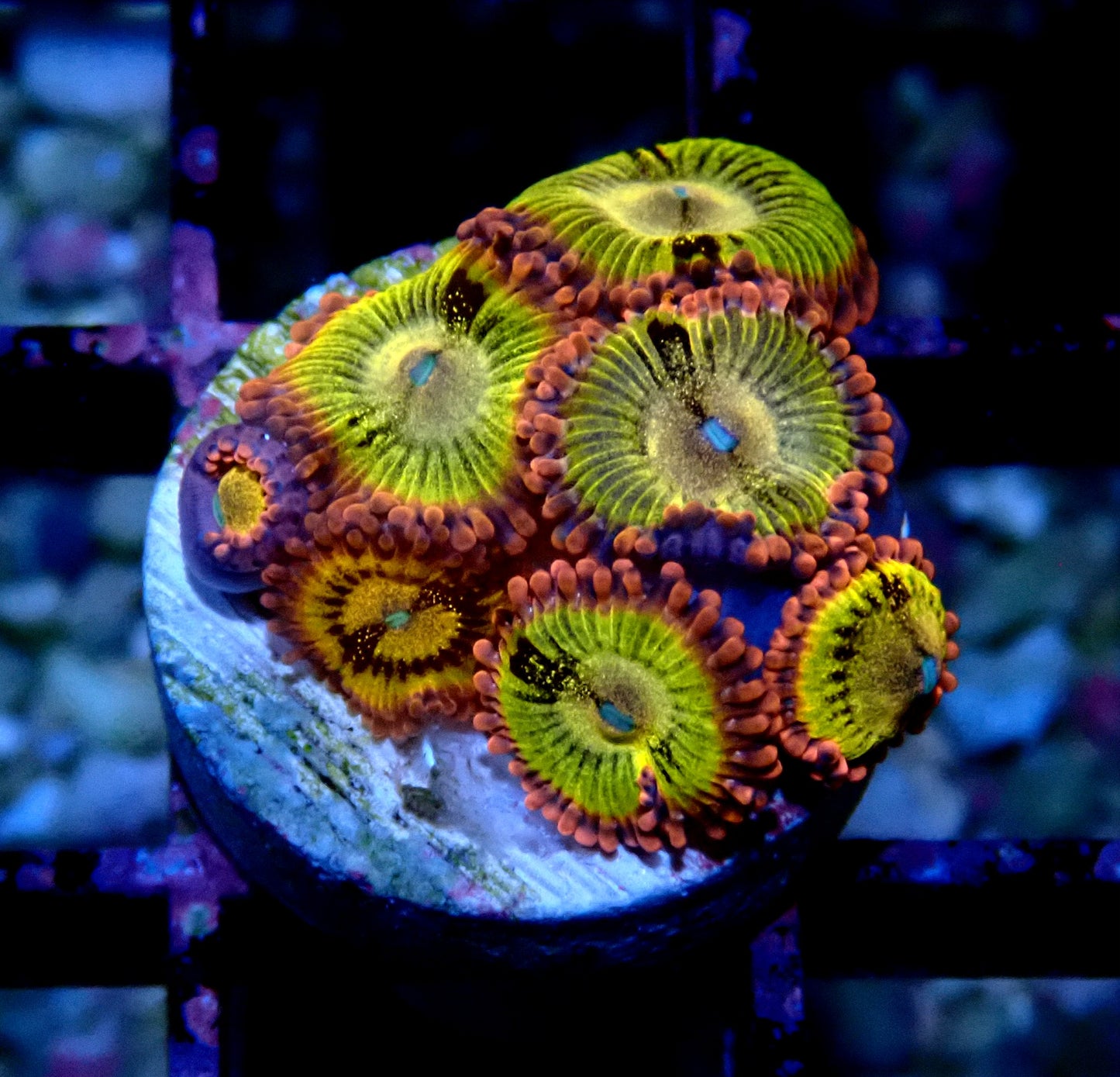 Sakura Sunrise Zoanthid WYSIWYG