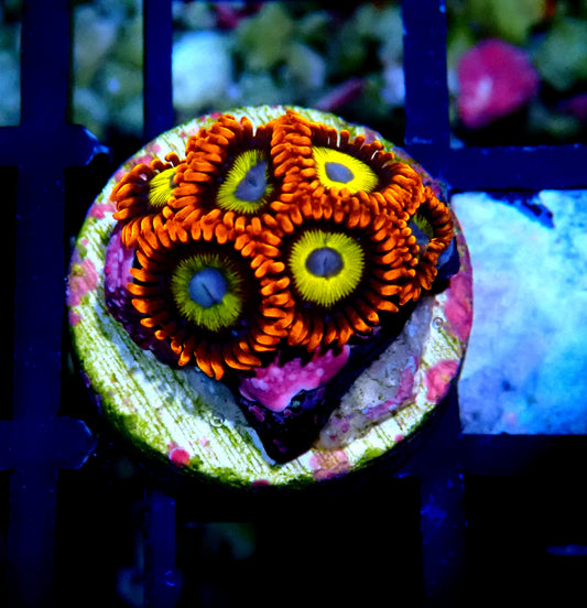 BBEB Zoanthid WYSIWYG