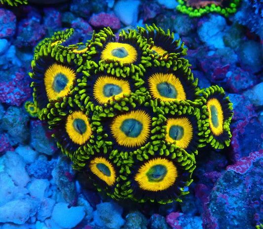 Scrambled Eggs Zoanthid WYSIWYG