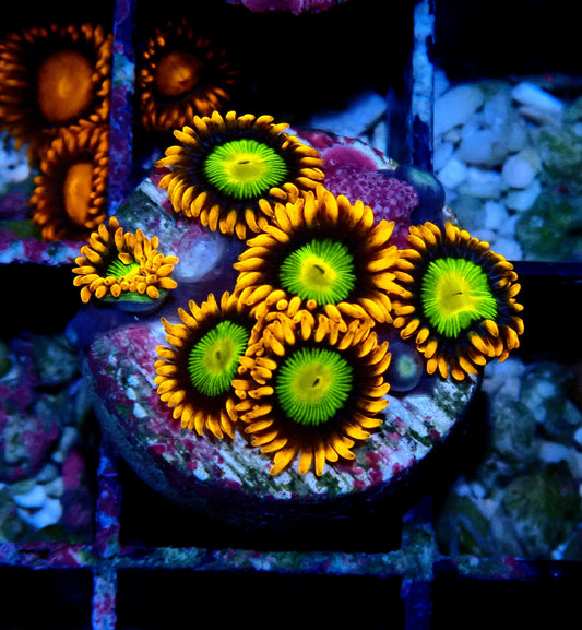 Mandarin Orange Zoanthid WYSIWYG