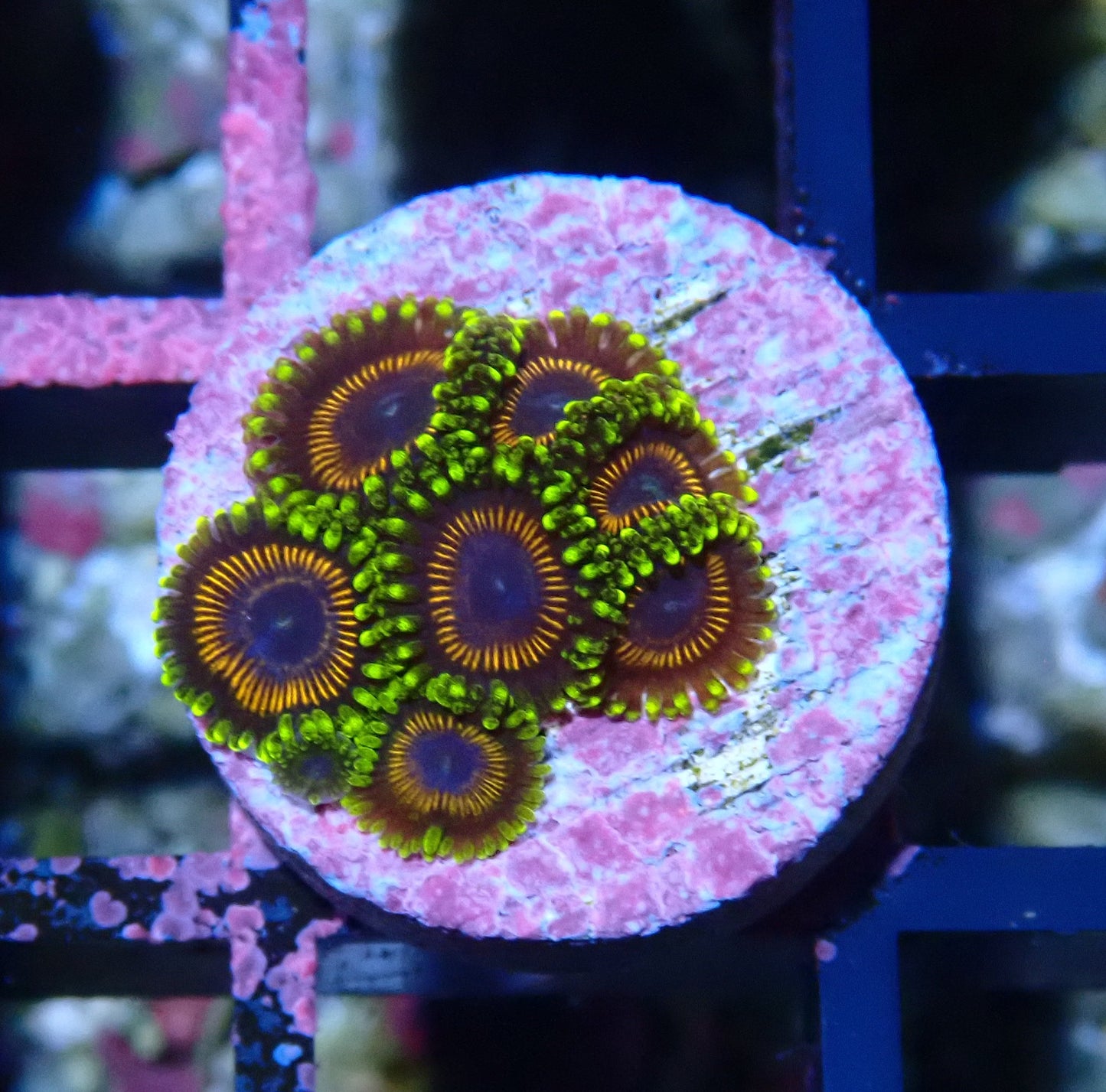 Wonder Woman Zoanthid WYSIWYG