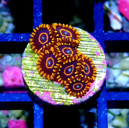 Red Hornet Zoanthid WYSIWYG