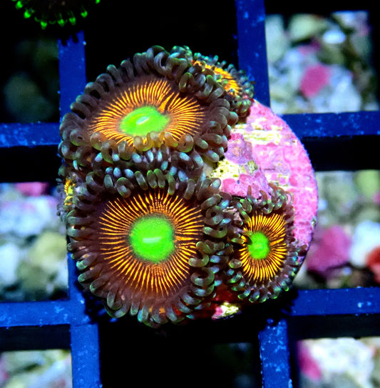 Gobstopper Zoanthid WYSIWYG