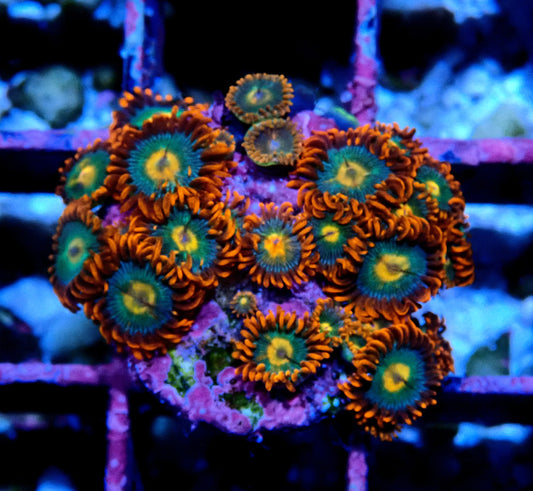 Gatorade Zoanthid WYSIWYG