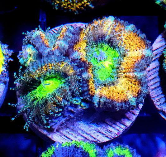 Acan (Micromussa) WYSIWYG