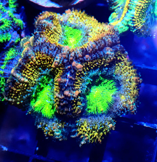 Acan (Micromussa) WYSIWYG
