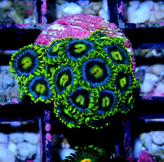 Aus Ice Blue Zoanthid WYSIWYG