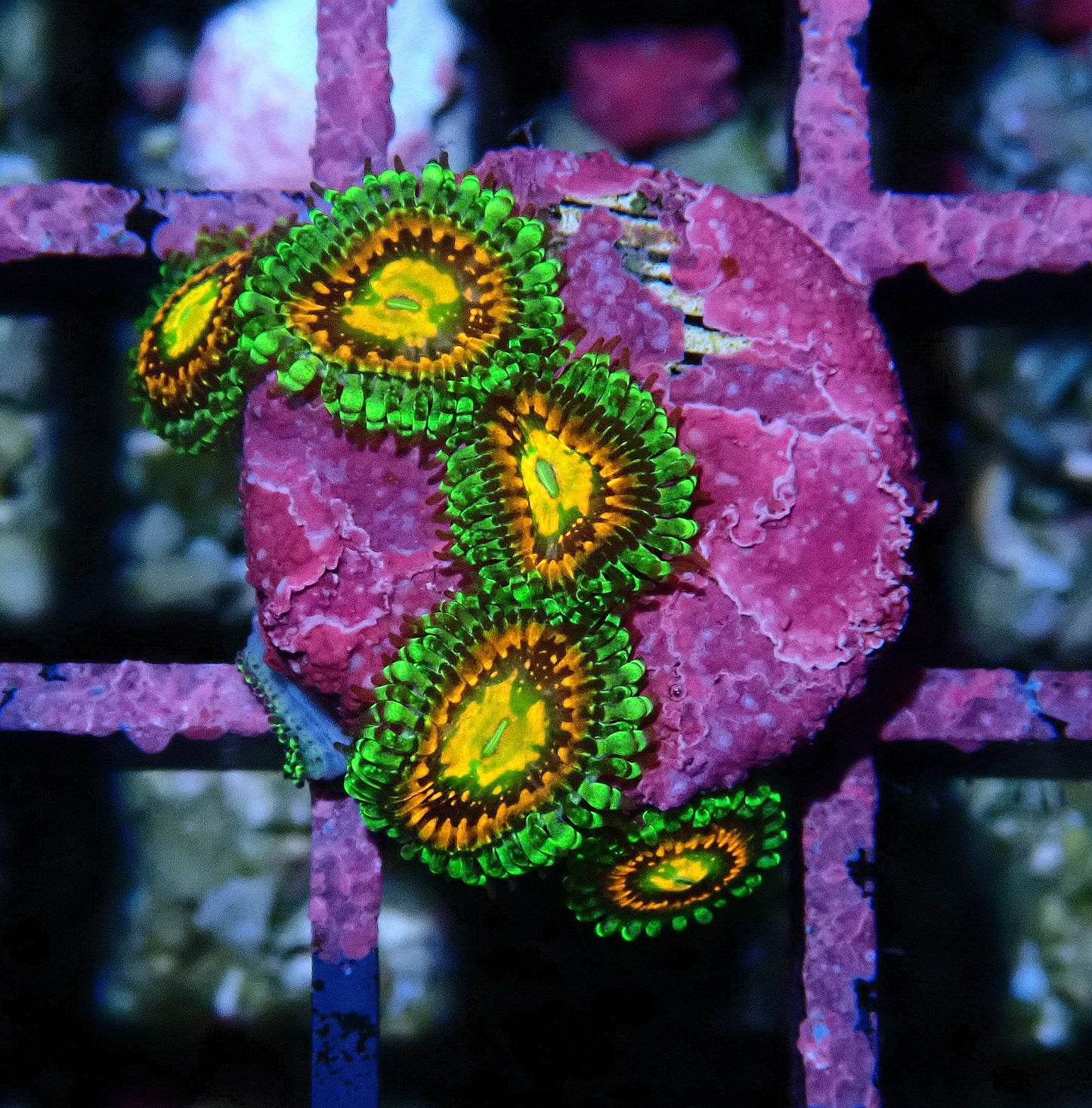 Rainbow Incinerator Zoanthid WYSIWYG
