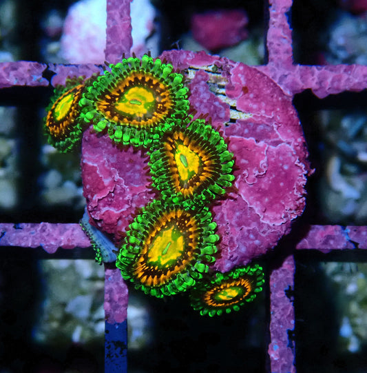 Rainbow Incinerator Zoanthid WYSIWYG