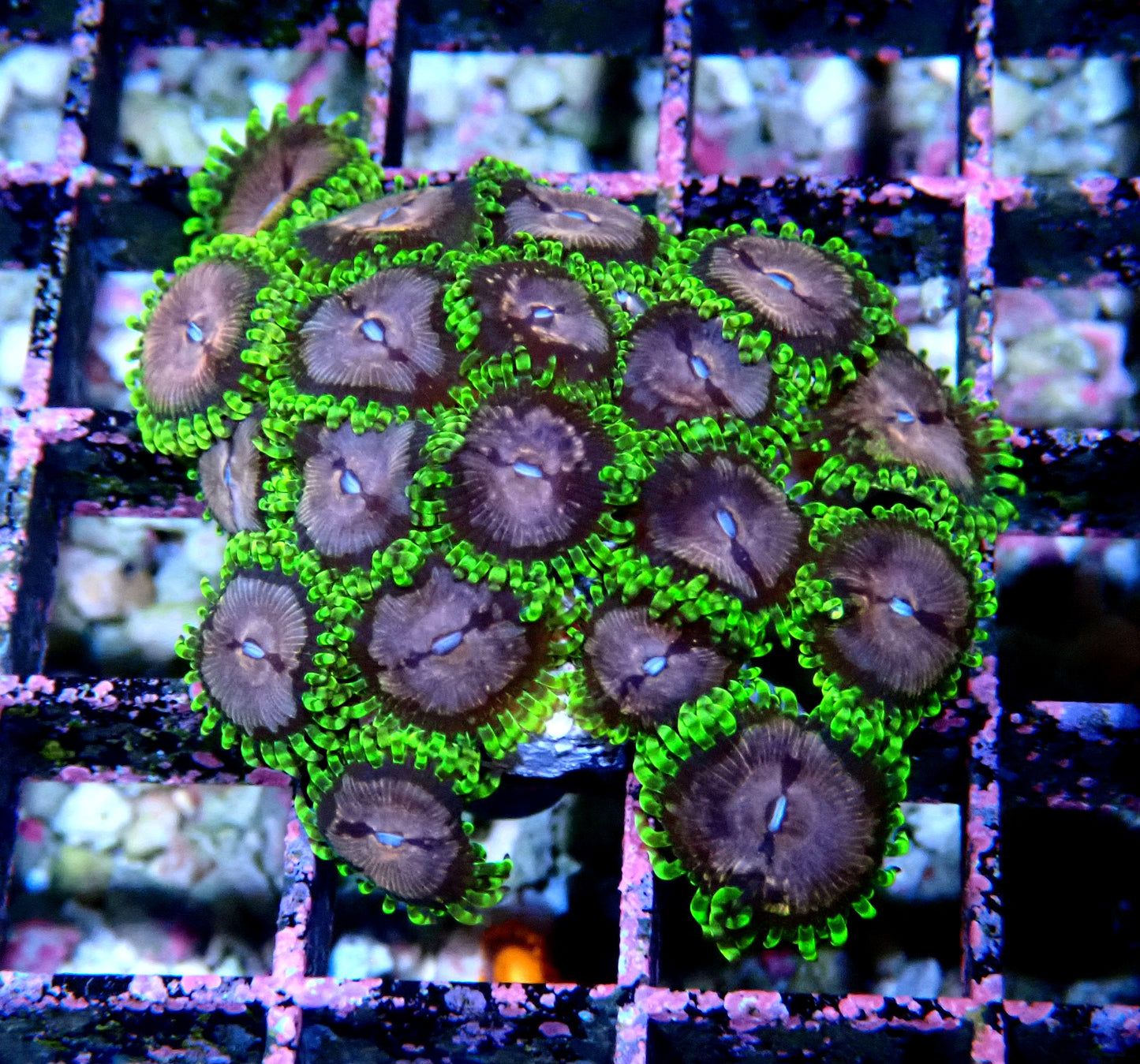 Purple Monster Zoanthid WYSIWYG