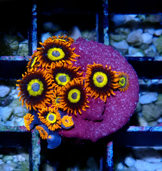 BBEB Zoanthid WYSIWYG