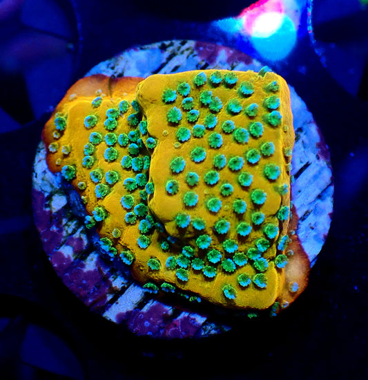 Gold Rush Montipora 20mm
