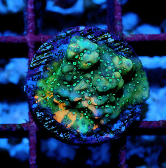 Road Rash Montipora