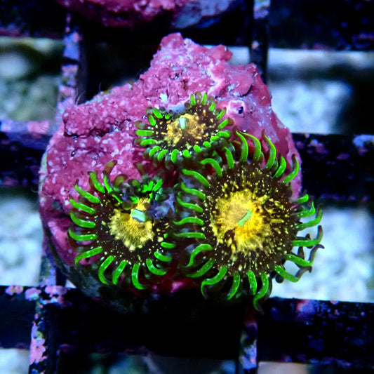 Texas Grim Reaper Zoanthid WYSIWYG