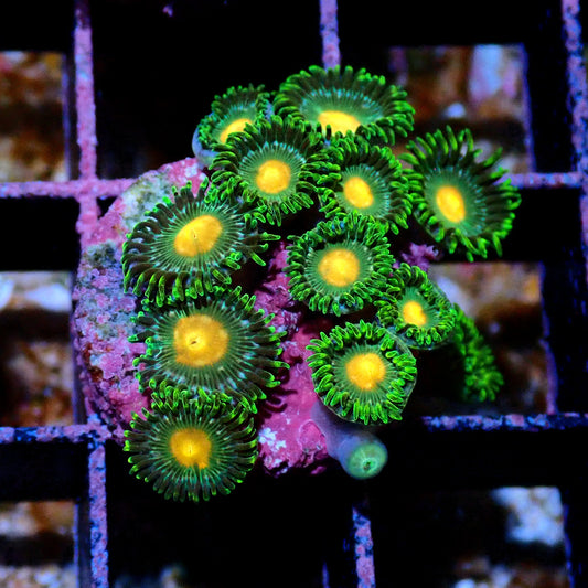 Green Bay Packer Zoanthid WYSIWYG