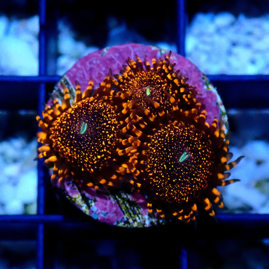 Darth Maul Zoanthid WYSIWYG