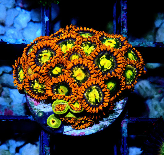 Flaming Sun Zoanthid WYSIWYG